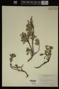 Image Associated With the Occurrence