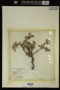 Image Associated With the Occurrence