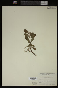 Image Associated With the Occurrence