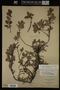 Image Associated With the Occurrence