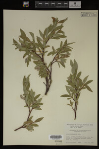 Image Associated With the Occurrence