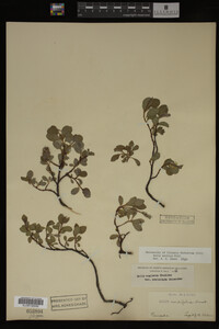 Image Associated With the Occurrence