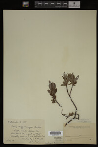 Salix argyrocarpa image