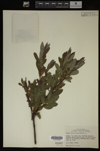 Salix argyrocarpa image