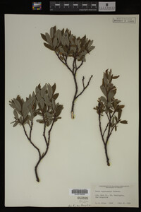 Salix argyrocarpa image