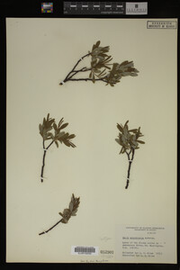 Salix argyrocarpa image