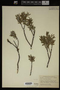 Salix argyrocarpa image