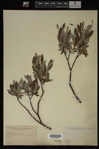 Salix argyrocarpa image