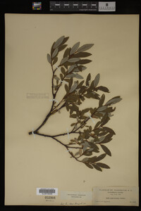 Media resource of Salix argyrocarpa