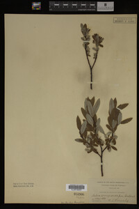 Salix argyrocarpa image