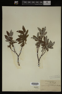 Salix argyrocarpa image