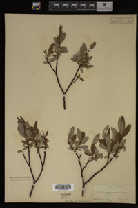 Salix argyrocarpa image
