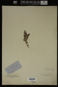 Salix argyrocarpa image
