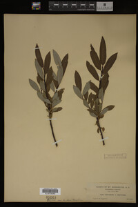 Image Associated With the Occurrence