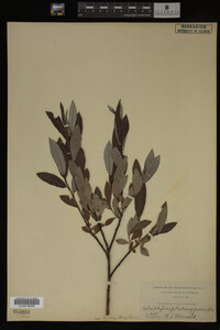 Image Associated With the Occurrence