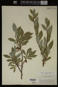 Salix athabascensis image