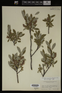 Salix athabascensis image