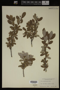 Salix athabascensis image