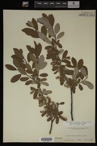 Salix athabascensis image