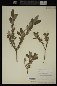 Salix athabascensis image