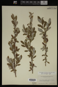 Salix athabascensis image