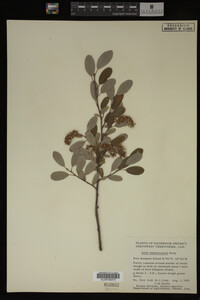 Salix athabascensis image