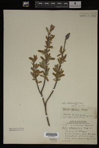 Salix athabascensis image