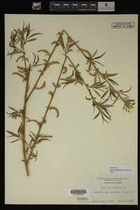 Salix babylonica image