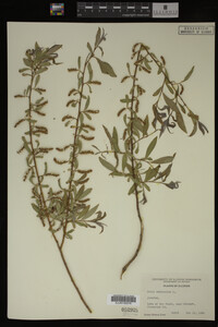 Salix babylonica image