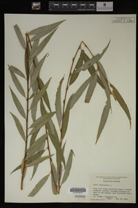 Salix babylonica image