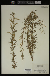 Salix babylonica image