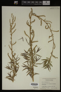 Salix babylonica image