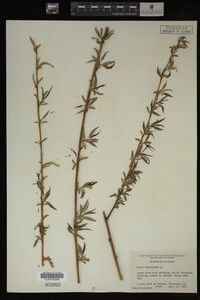 Salix babylonica image