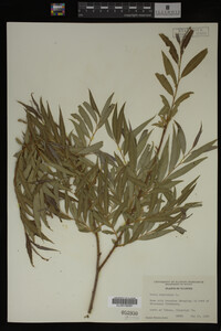 Salix babylonica image