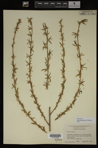 Salix babylonica image