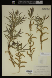 Salix babylonica image