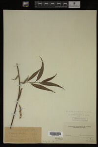 Salix babylonica image