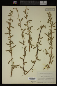 Salix babylonica image