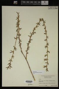 Salix babylonica image
