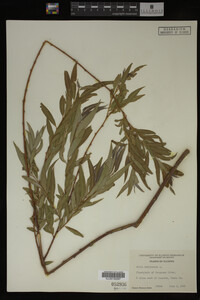 Salix babylonica image