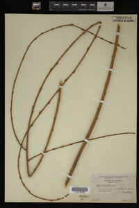 Salix babylonica image