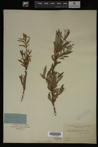 Salix babylonica image
