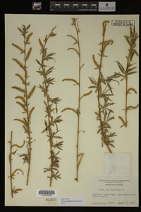 Salix babylonica image