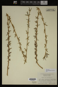 Salix babylonica image