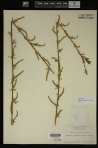 Salix babylonica image