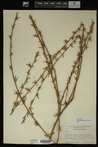 Salix babylonica image