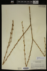 Salix babylonica image