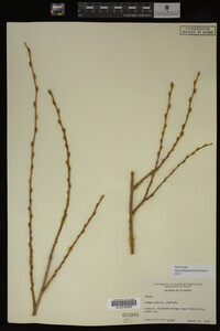 Salix babylonica image