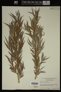 Salix babylonica image