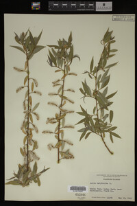 Salix babylonica image